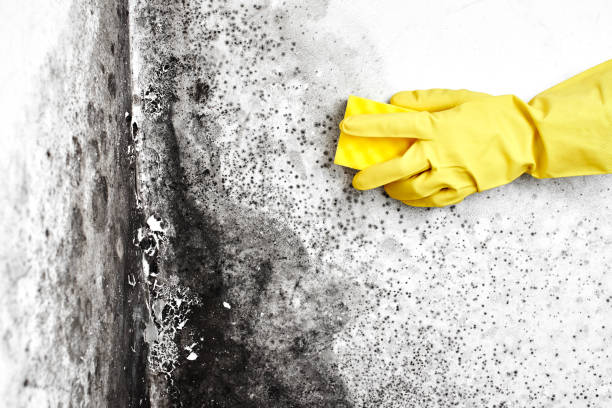 Best Residential Mold Removal  in Derma, MS