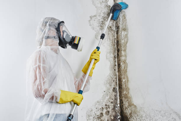Office Mold Removal Services in Derma, MS