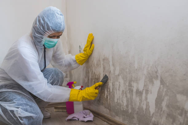 Best Toxic Mold Removal  in Derma, MS