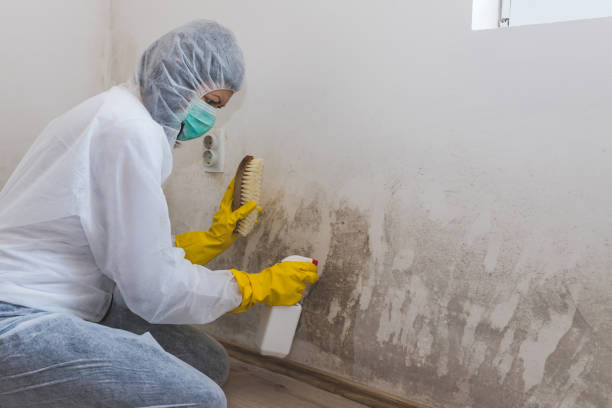 Best Certified Mold Removal  in Derma, MS