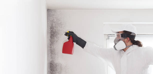 Attic Mold Removal in Derma, MS