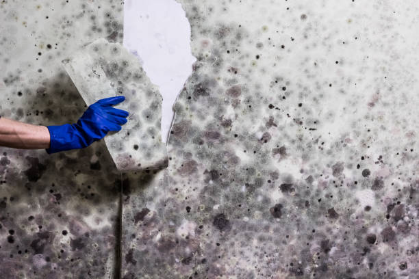 Best Emergency Mold Removal  in Derma, MS
