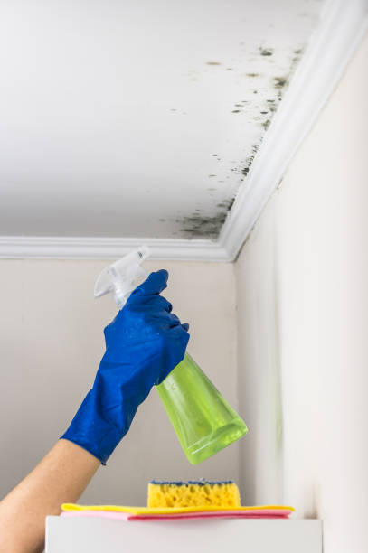 Best Mold Removal Company Near Me  in Derma, MS